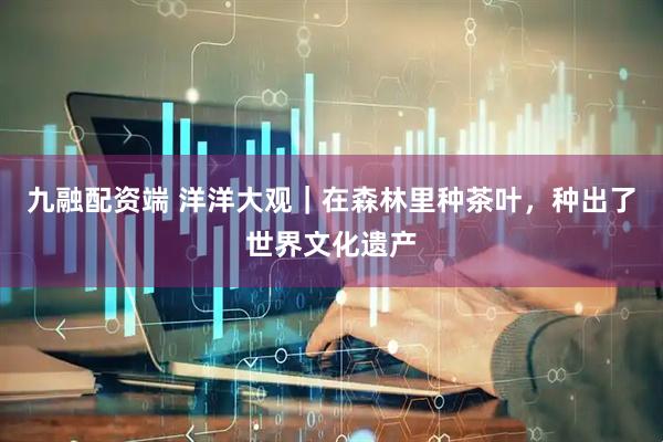 九融配资端 洋洋大观｜在森林里种茶叶，种出了世界文化遗产